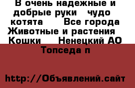 В очень надежные и добрые руки - чудо - котята!!! - Все города Животные и растения » Кошки   . Ненецкий АО,Топседа п.